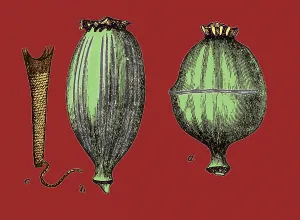Seed Prints: Opium Harvesting