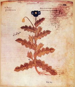 Seed Prints: Opium Poppy