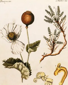 Seed Prints: Opium Poppy