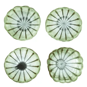 Plantae Prints: Opium Poppy Pods, X-ray