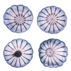 Plantae Prints: Opium Poppy Pods, X-ray