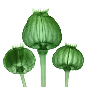 Plantae Prints: Opium Poppy Pods, X-ray