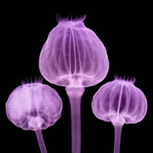 Closeup Prints: Opium Poppy Pods, X-ray