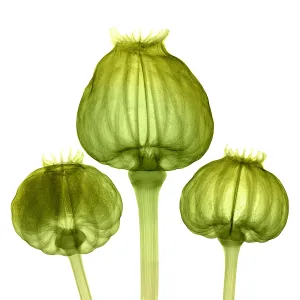 Mixed Science Images Prints: Opium Poppy Pods, X-ray