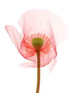 Angiosperm Prints: Opium Poppy, X-ray
