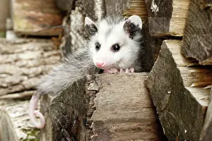 Nocturnal Prints: Opossum climbing on wood pile