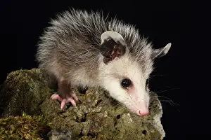 Rock Prints: Opossum on Moss Covered Rock
