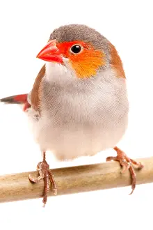 Perching Prints: Orange-cheeked waxbill (Estrilda melpoda)