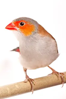Perching Prints: Orange-cheeked waxbill (Estrilda melpoda)