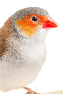 Many Science & Medical Prints: Orange-cheeked waxbill (Estrilda melpoda)