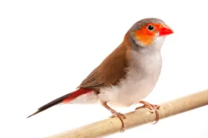 Many Science & Medical Prints: Orange-cheeked waxbill (Estrilda melpoda)