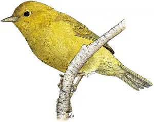 Orange Prints: Orange-crowned Warbler