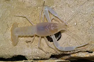 Orange Prints: Orange Lake Cave Crawfish