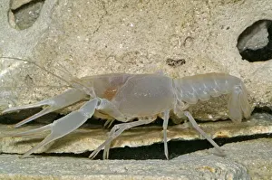 Orange Prints: Orange Lake Cave Crayfish
