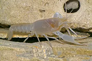 Cave Prints: Orange Lake Cave Crayfish