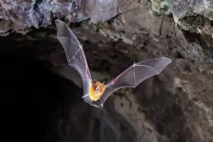 Bats Prints: Orange leaf-nosed bat
