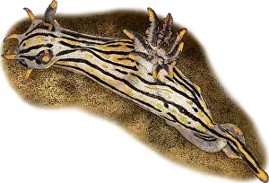Molluscks Prints: Orange Spike Polycera, Illustration