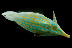 Spotted Prints: Orange Spotted Filefish
