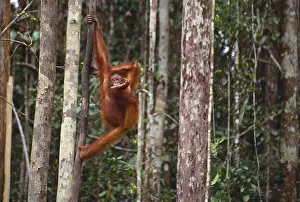 Specie Prints: Orangutan