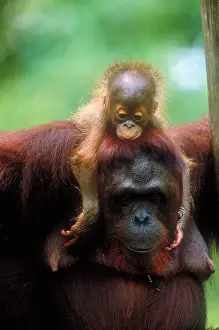 Asia Prints: Orangutan mother and young