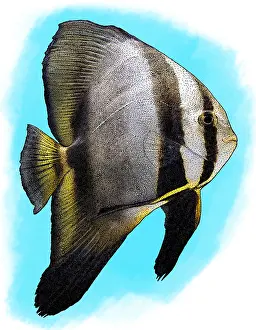 Round Prints: Orbicular Batfish, Illustration