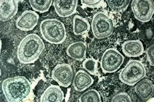 Best Sellers Part IV Prints: Orbicular Diorite