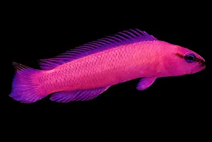 Community Prints: Orchid Dottyback