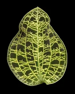 Leaf Prints: Orchid Leaf