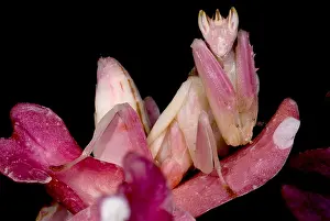 Mantis Prints: Orchid Mantis