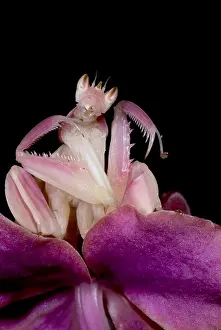 Predator Prints: Orchid Mantis