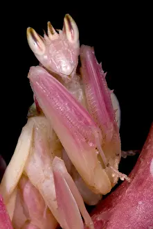 Predator Prints: Orchid Mantis