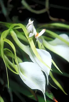 Insect Prints: Orchid mantis