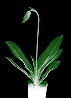 Orchid Prints: Orchid Plant X-Ray
