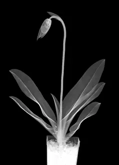 Leaf Prints: Orchid Plant X-Ray