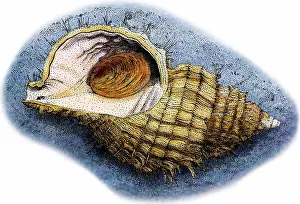 Molluscks Prints: Oregon hairy triton