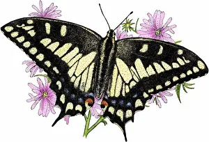 State Prints: Oregon swallowtail butterfly