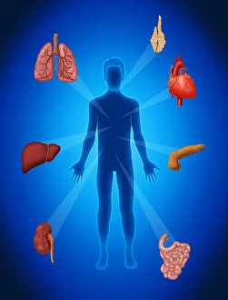 Part Prints: Organ Transplant, Illustration