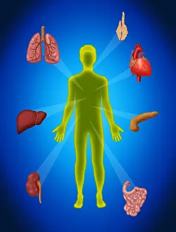 Part Prints: Organ Transplant, Illustration