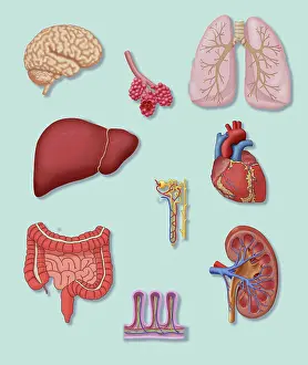 Alveoli Prints: Organs with Delicate Vascular Systems