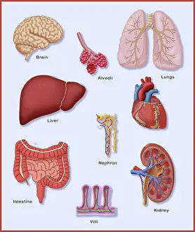 Organs with Delicate Vascular Systems