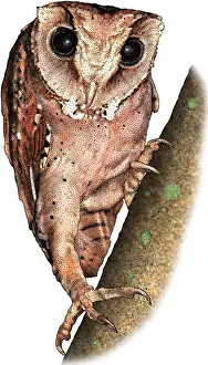 Oriental Prints: Oriental bay owl
