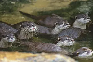 Waters Prints: Oriental Small-Clawed Otter