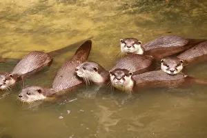 Waters Prints: Oriental Small-clawed Otters