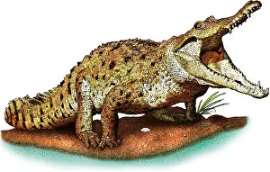 Neotropical Prints: Orinoco crocodile