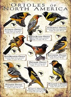 Oriole Species of North America