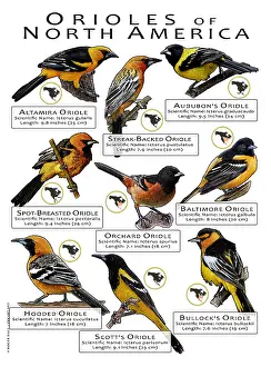 Prints: Oriole Species of North America
