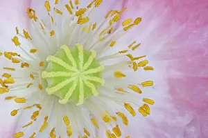 Part Prints: Ornamental Poppy