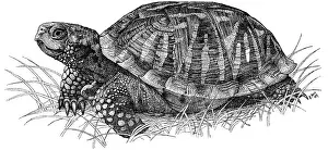 Testudines Prints: Ornate Box Turtle