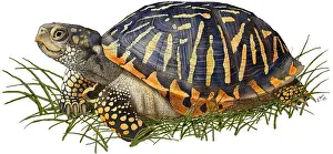 Turtle Prints: Ornate Box Turtle