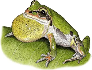 Chorus Prints: Ornate Chorus Frog